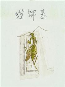 螳螂墓漫画